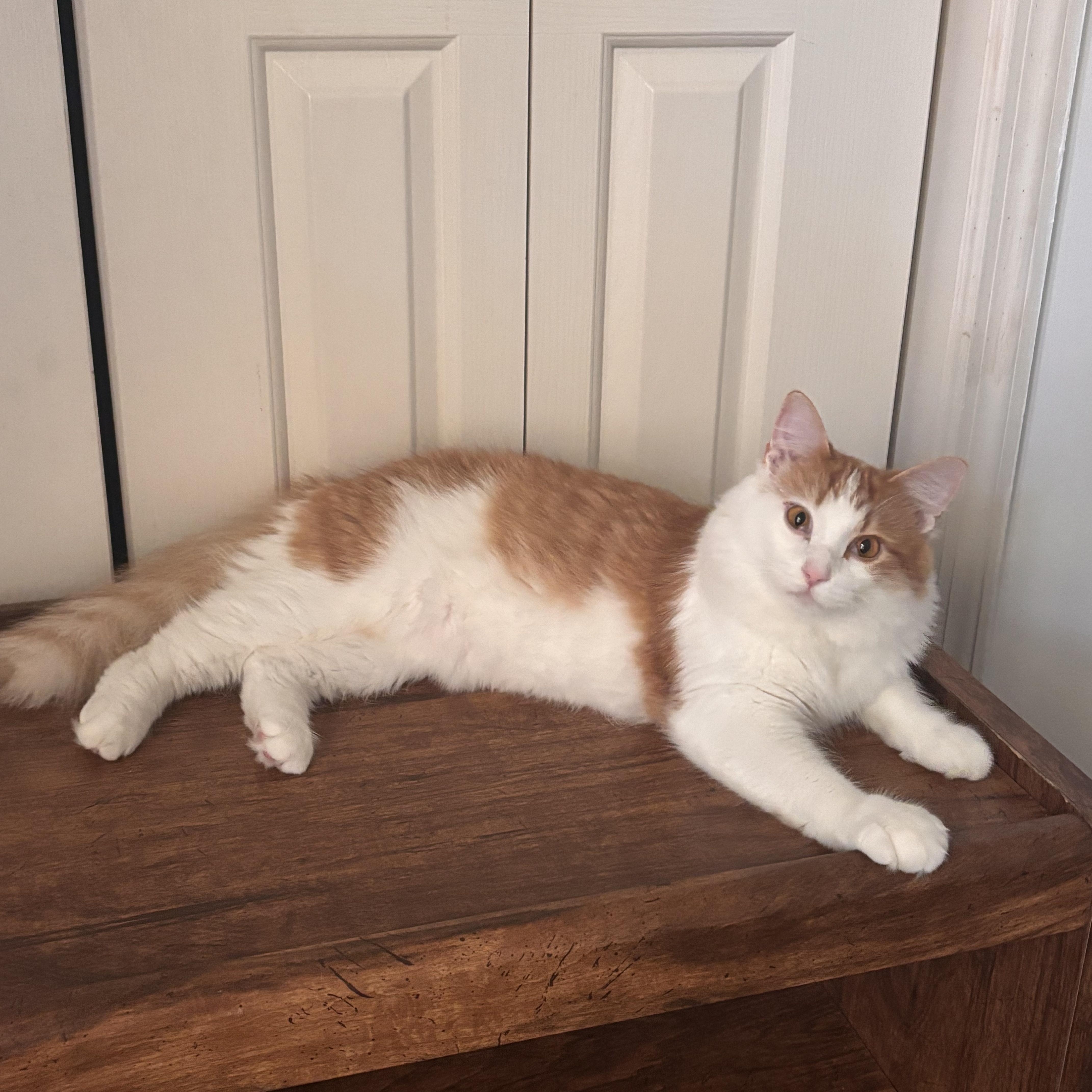 Enlarge Mouse, an adoptable Domestic Medium Hair in Nashville, TN image 1/6