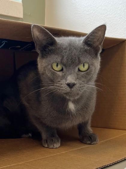 Enlarge Mamma Mia, a Adoptable Domestic Short Hair in Twinsburg, OH image 1/1