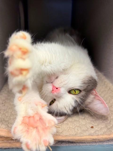 ACER, Adoptable, Senior Female Domestic Short Hair.