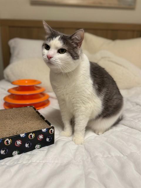 ACER, Adoptable, Senior Female Domestic Short Hair.