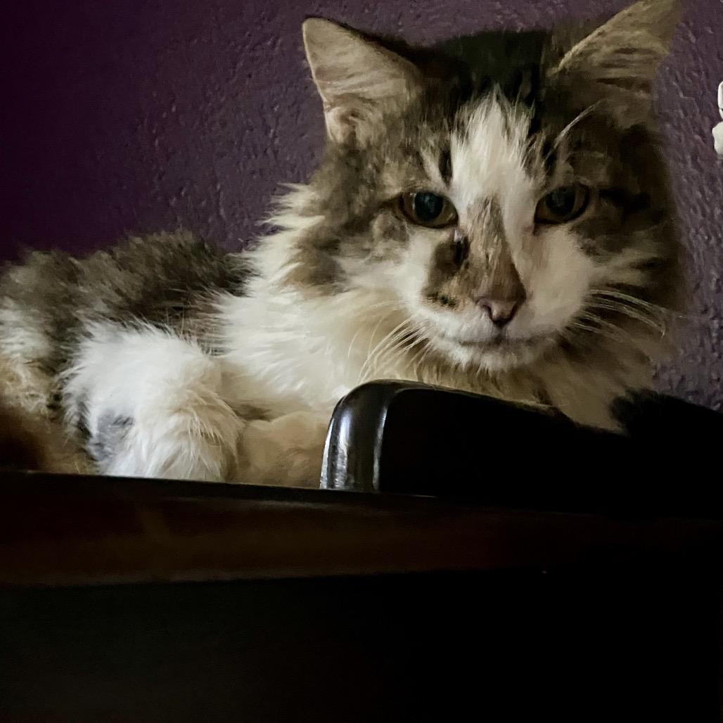 Luke, Adoptable, Senior Male Domestic Medium Hair.