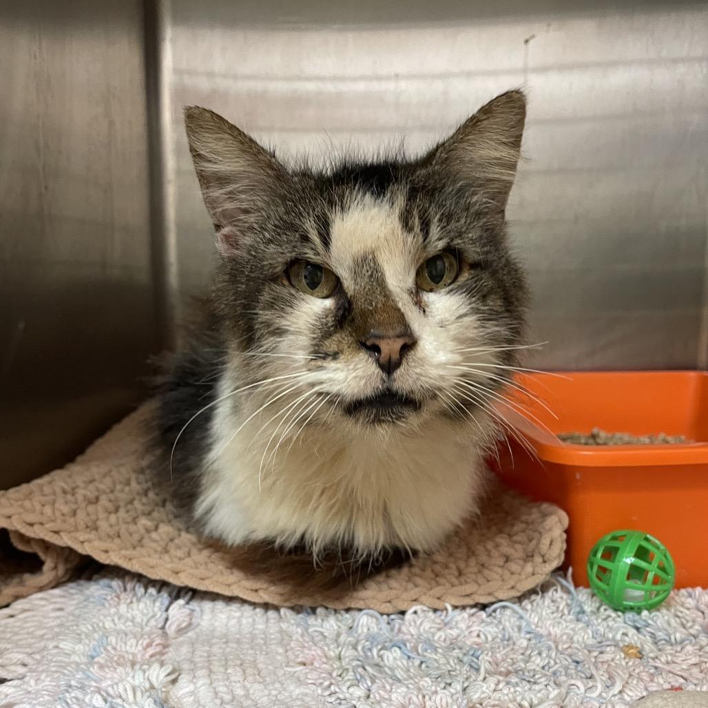 Luke, a Adoptable Domestic Medium Hair in Port Charlotte, FL image 2/3