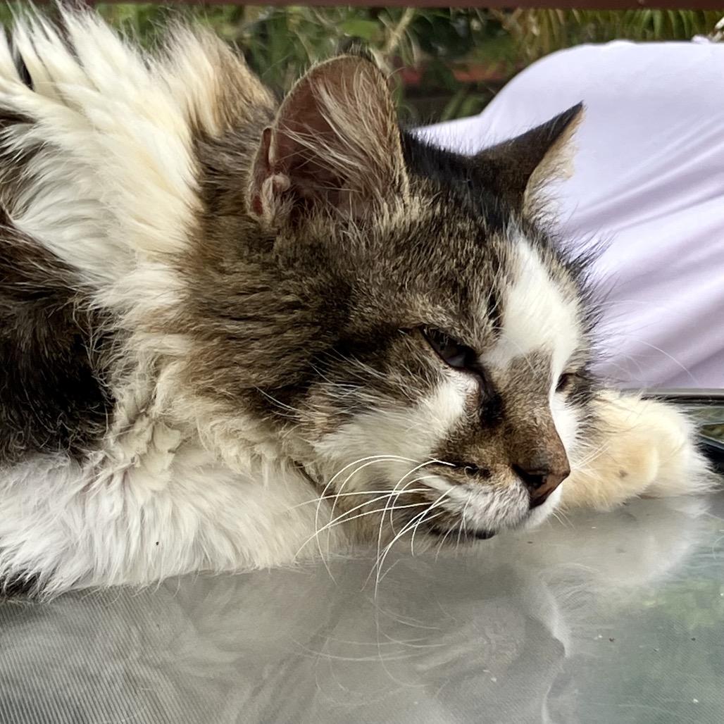 Luke, a Adoptable Domestic Medium Hair in Port Charlotte, FL image 3/3