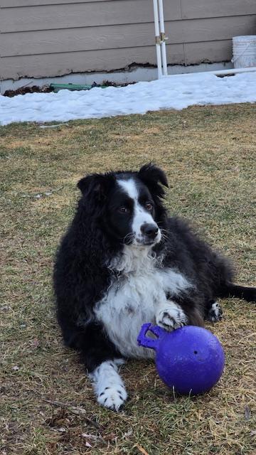 Trinket, a ADOPTABLE Australian Shepherd in Elk River, MN image 2/3