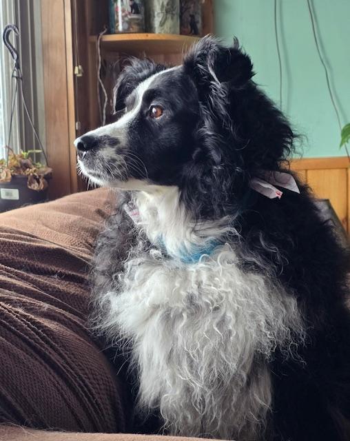Trinket, a ADOPTABLE Australian Shepherd in Elk River, MN image 3/3
