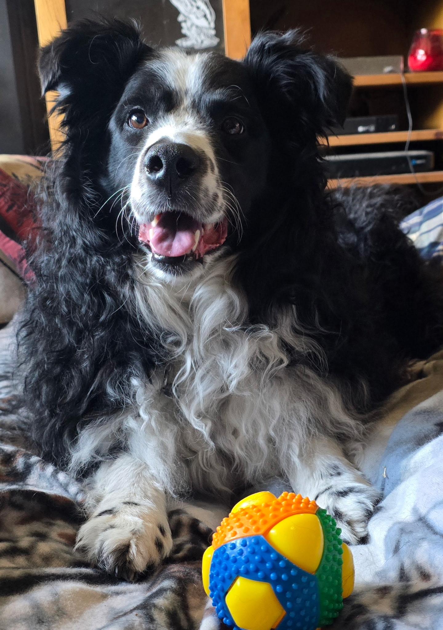 Trinket, a ADOPTABLE Australian Shepherd in Elk River, MN image 1/3