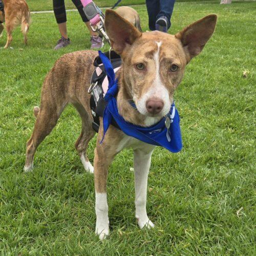 EVEREST, Adoptable, Puppy Female Terrier & Mixed Breed.