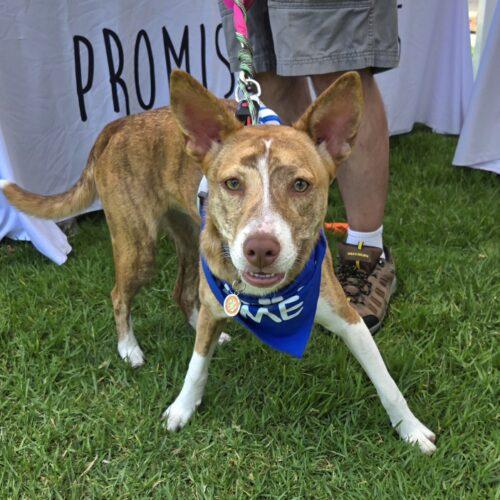 EVEREST, Adoptable, Puppy Female Terrier & Mixed Breed.