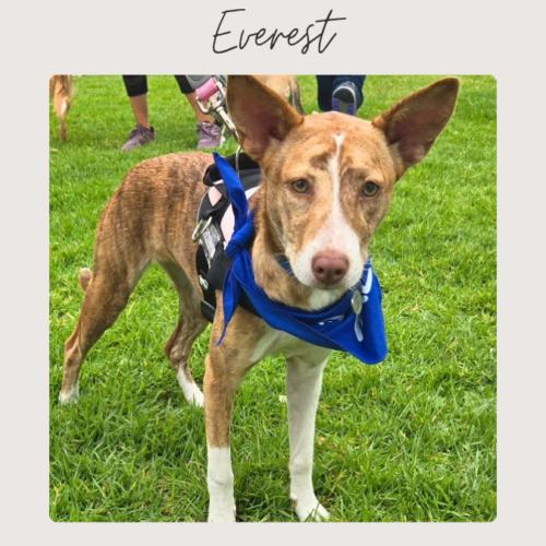 Enlarge EVEREST, a Adoptable mixed breed in San Juan Capistrano, CA image 2/5