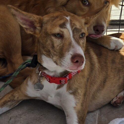 EVEREST, a Adoptable mixed breed in San Juan Capistrano, CA image 2/4