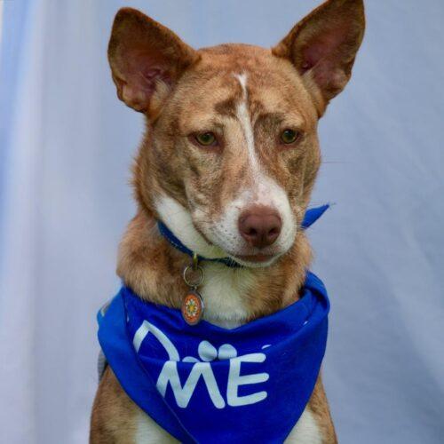 Enlarge EVEREST, a Adoptable mixed breed in San Juan Capistrano, CA image 3/5