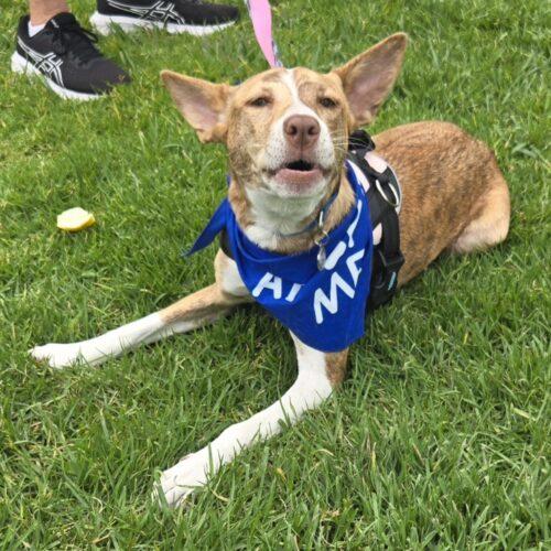EVEREST, a Adoptable mixed breed in San Juan Capistrano, CA image 3/4