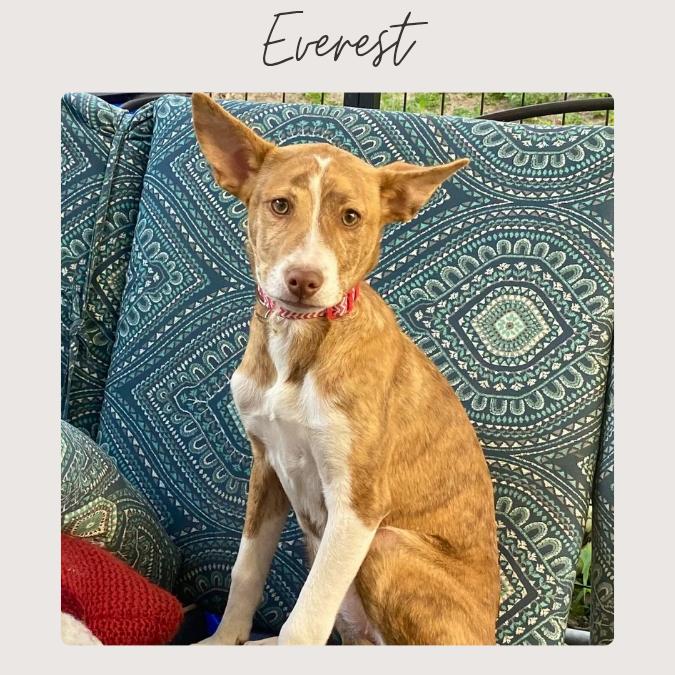 EVEREST, a Adoptable mixed breed in San Juan Capistrano, CA image 4/4