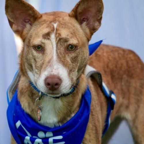 Enlarge EVEREST, a Adoptable mixed breed in San Juan Capistrano, CA image 5/5