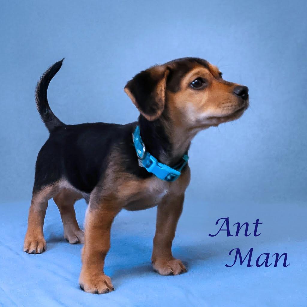 Enlarge Ant Man  D26-075, a Adoptable mixed breed in Lebanon, TN image 1/5