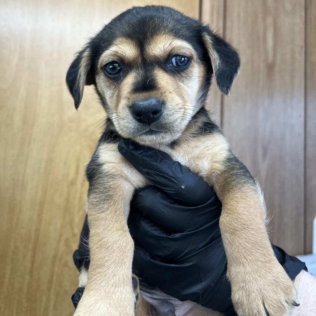 Enlarge Ant Man  D26-075, a Adoptable mixed breed in Lebanon, TN image 2/5