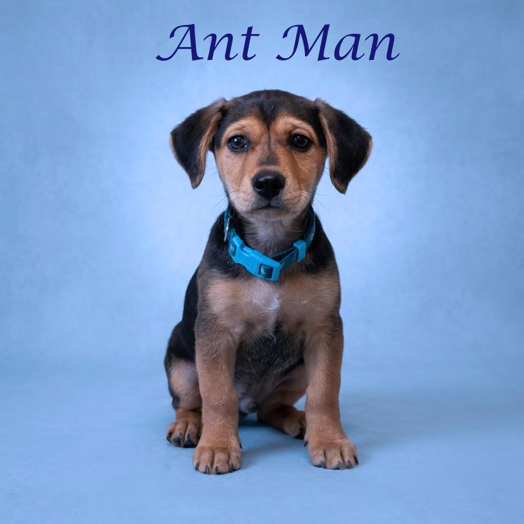 Enlarge Ant Man  D26-075, a Adoptable mixed breed in Lebanon, TN image 3/5