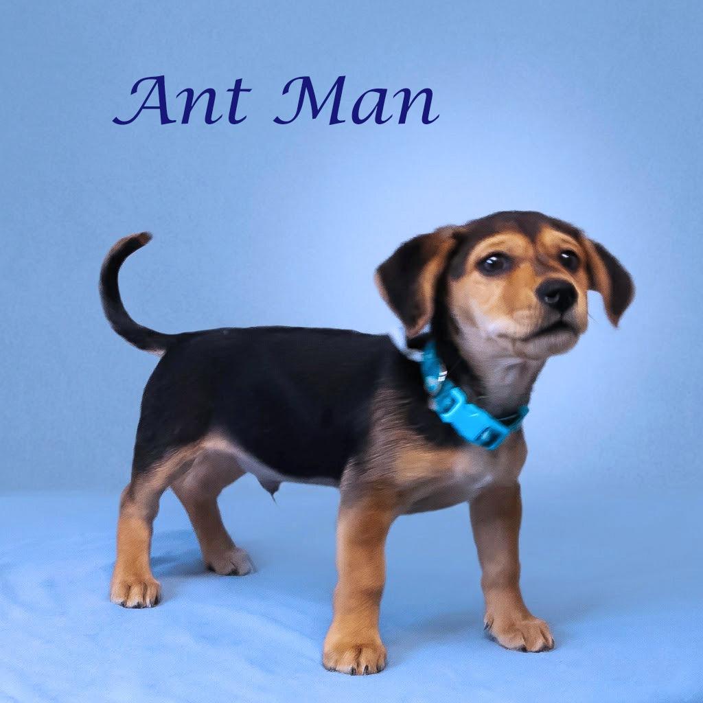 Enlarge Ant Man  D26-075, a Adoptable mixed breed in Lebanon, TN image 4/5