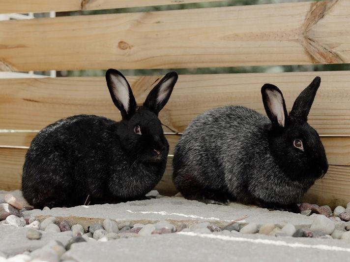 Enlarge Mochi, a Adoptable Silver Fox in Lakeville, MN image 1/3