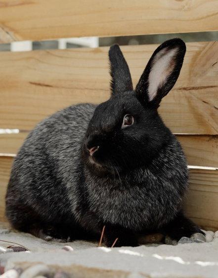 Mochi, Adoptable, Young Female Silver Fox.