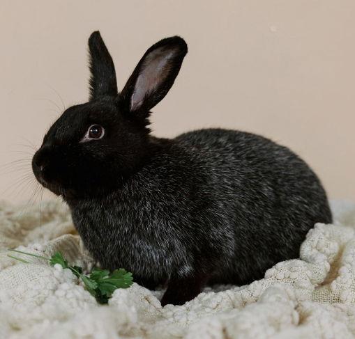 Enlarge Mochi, a Adoptable Silver Fox in Lakeville, MN image 2/3