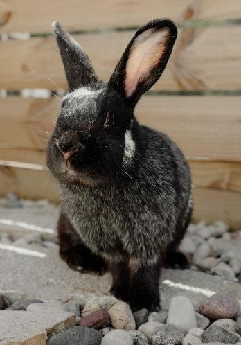 Enlarge Mochi, a Adoptable Silver Fox in Lakeville, MN image 3/3