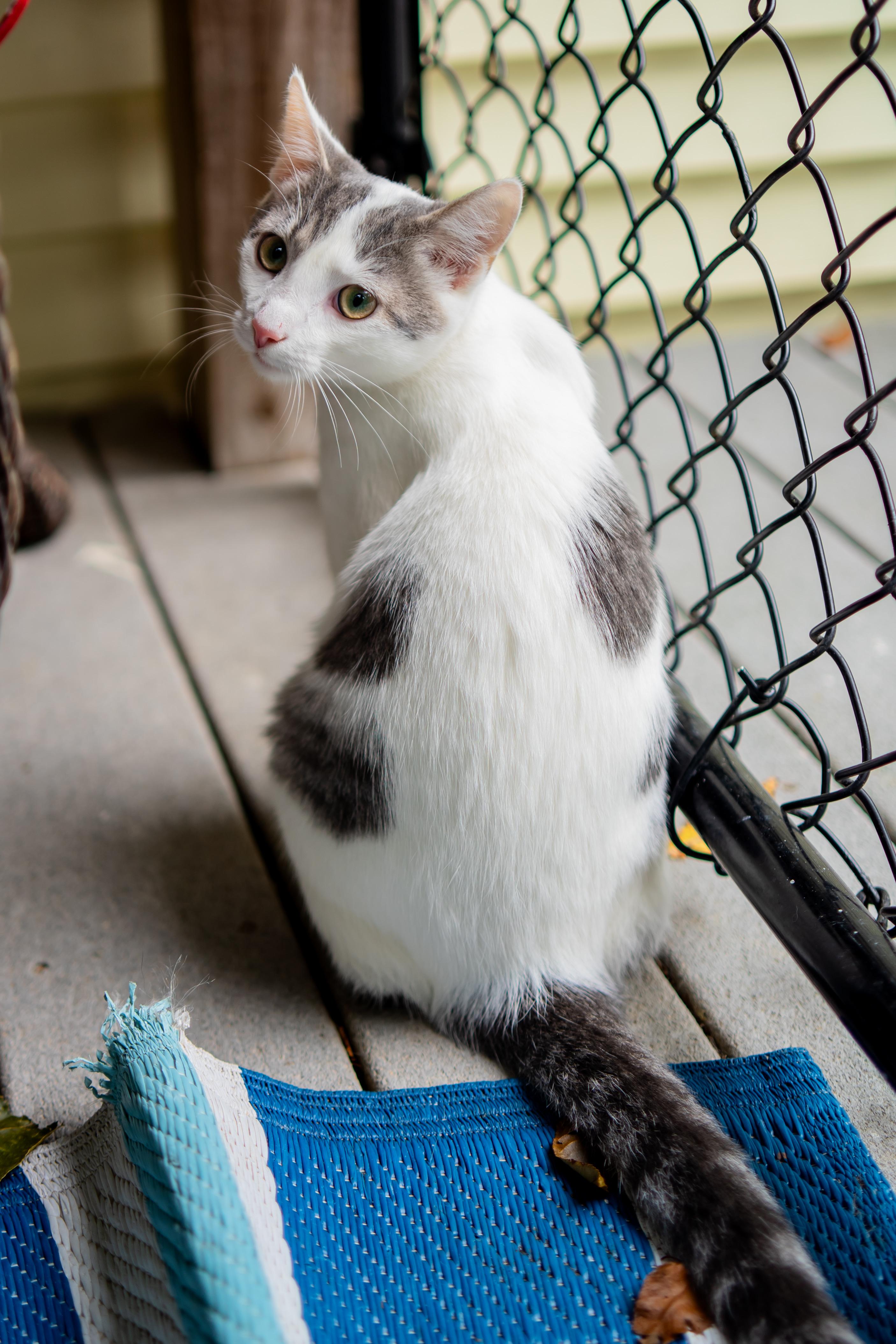 CLay, Adoptable, Young Male Domestic Short Hair.