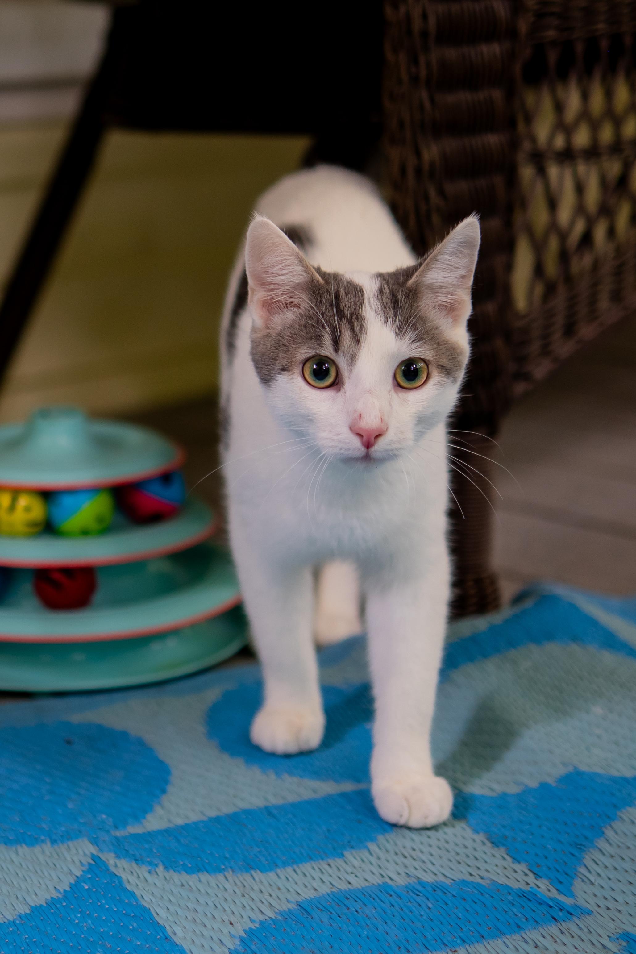 Enlarge CLay, a Adoptable Domestic Short Hair in Dellslow, WV image 3/5