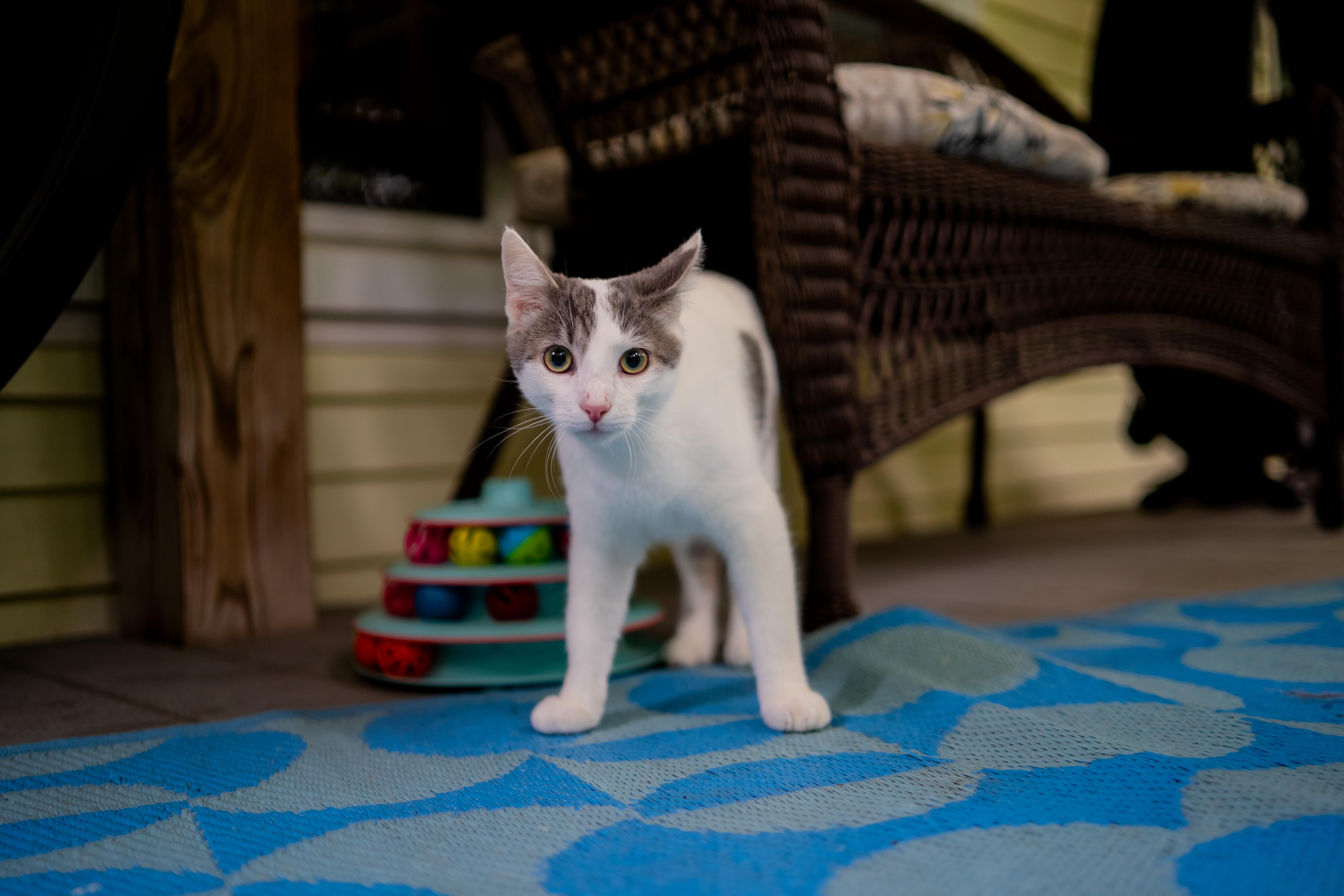Enlarge CLay, a Adoptable Domestic Short Hair in Dellslow, WV image 4/5