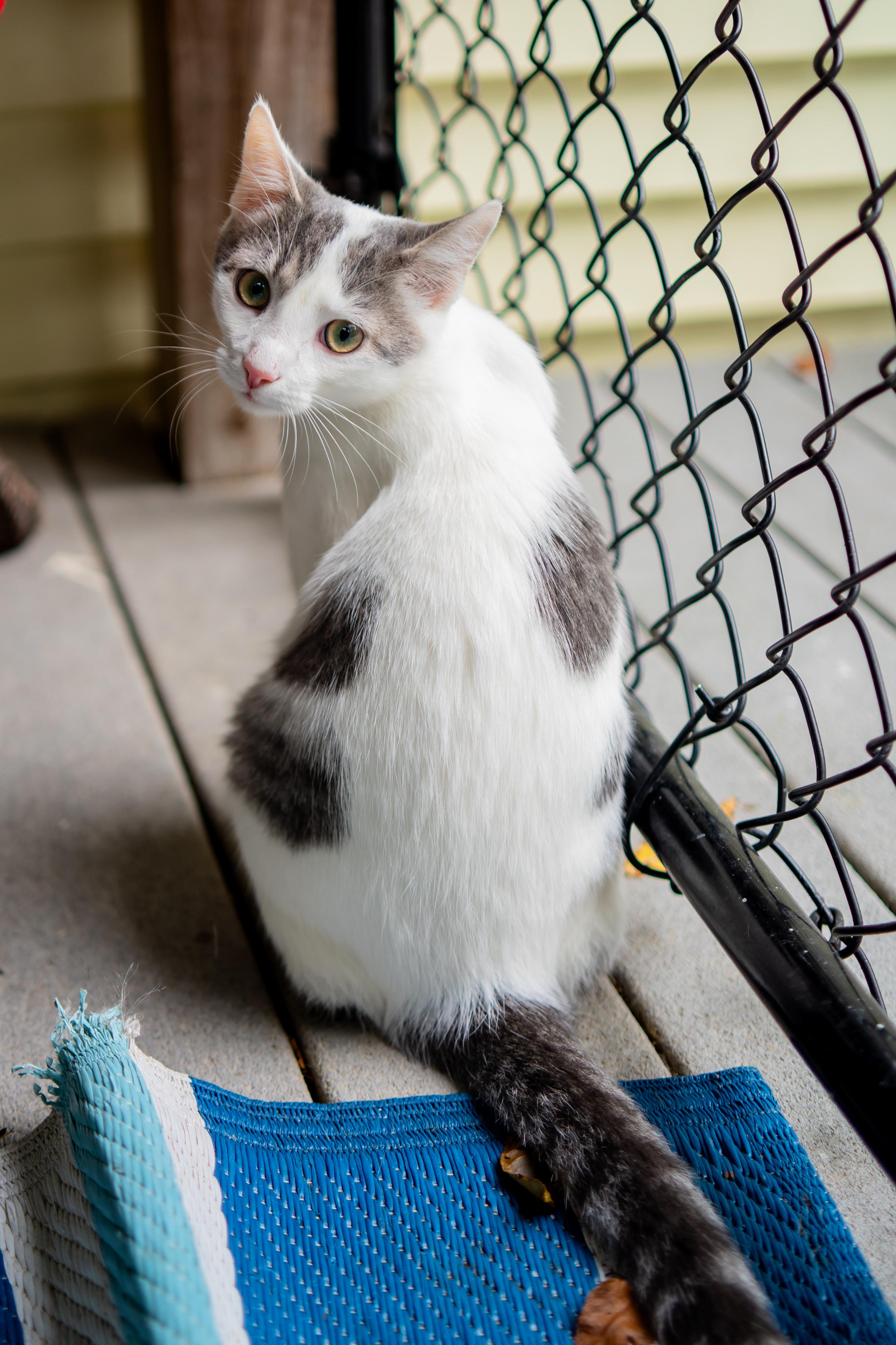 Enlarge CLay, a Adoptable Domestic Short Hair in Dellslow, WV image 2/5