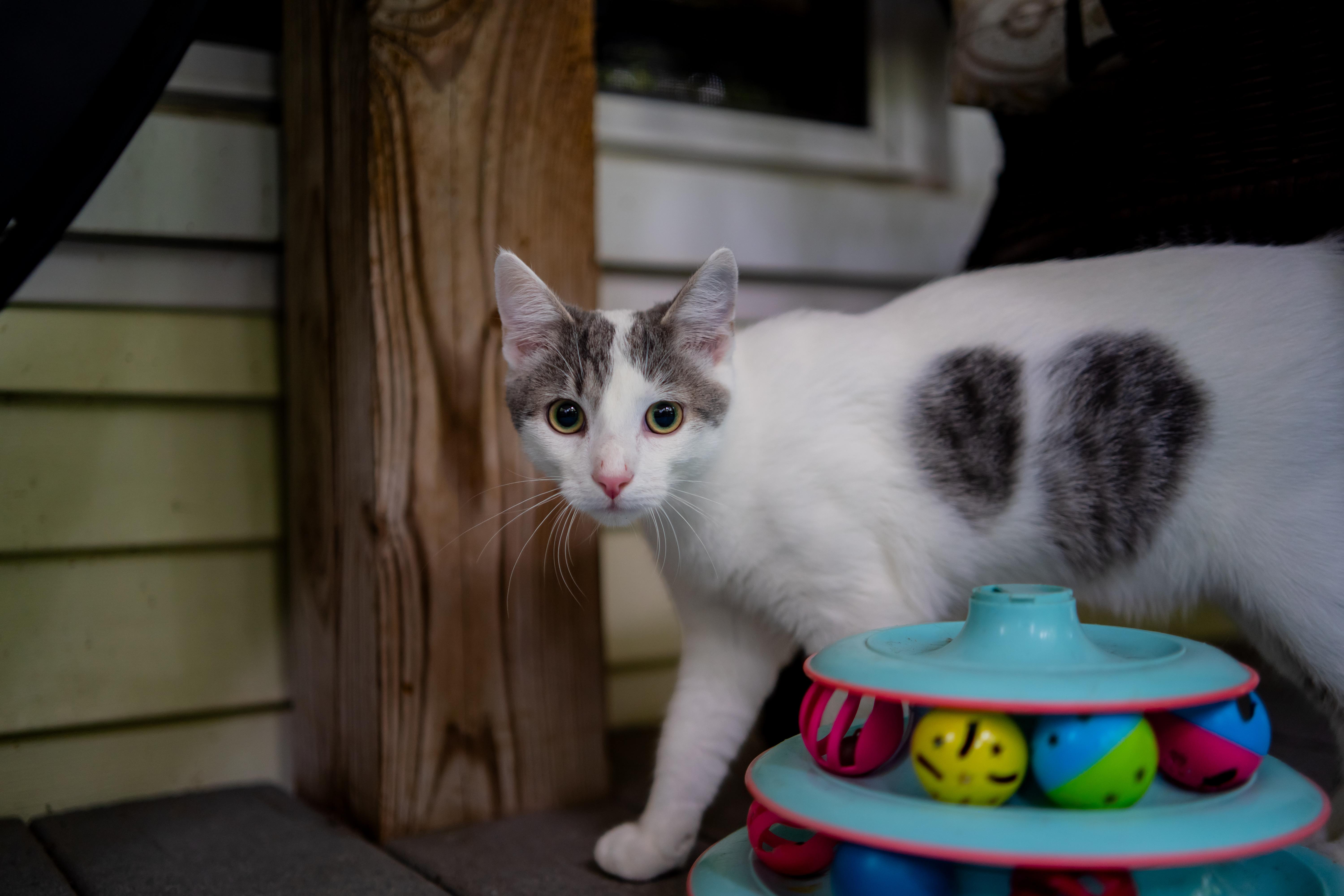 Enlarge CLay, a Adoptable Domestic Short Hair in Dellslow, WV image 5/5