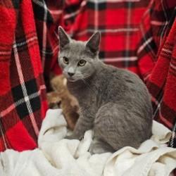 Enlarge A1254843, a Adoptable Domestic Short Hair in Winter Haven, FL image 1/1