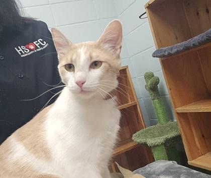 Winter, Adoptable, Adult Female Domestic Short Hair & Domestic Short Hair.