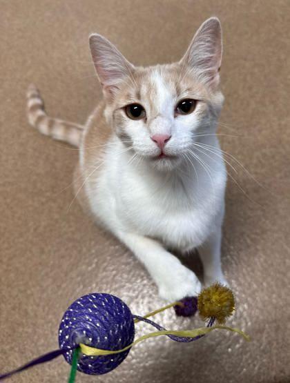 Winter, Adoptable, Adult Female Domestic Short Hair & Domestic Short Hair.