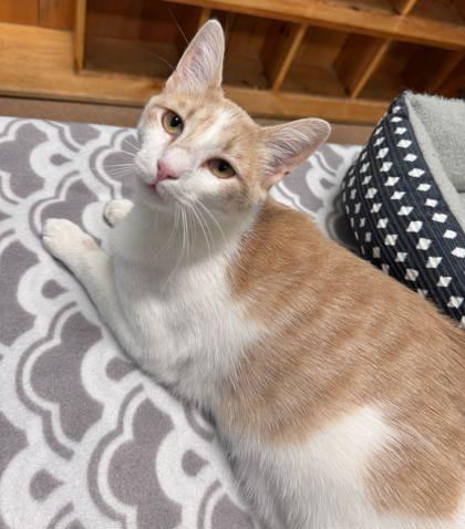 Enlarge Winter, a Adoptable mixed breed in Cumming, GA image 2/3