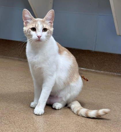 Enlarge Winter, a Adoptable mixed breed in Cumming, GA image 2/2