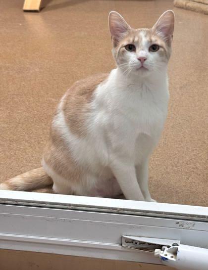 Enlarge Winter, a Adoptable mixed breed in Cumming, GA image 3/3