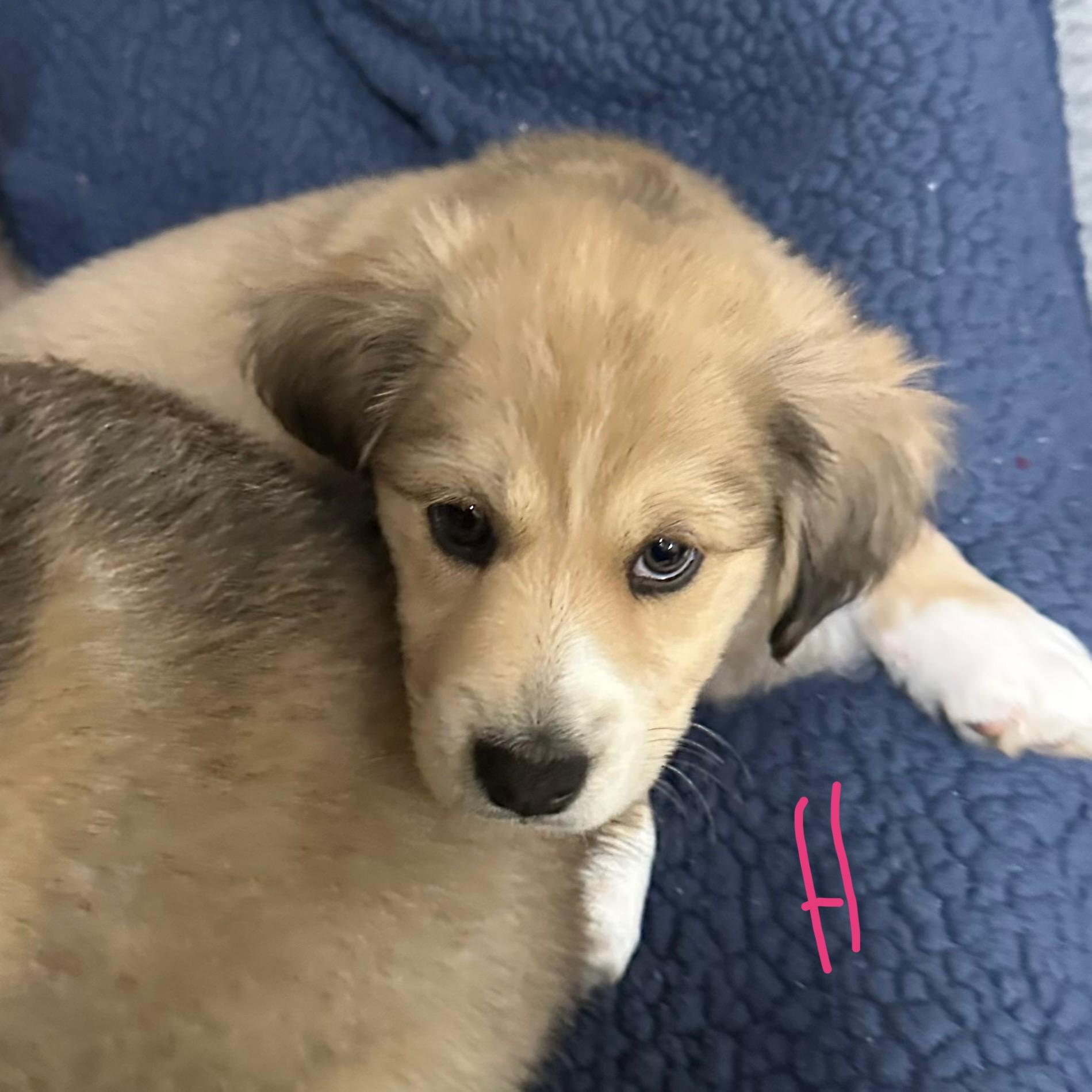 Hannah, an adopted mixed breed in Trenton, MO image 4/5