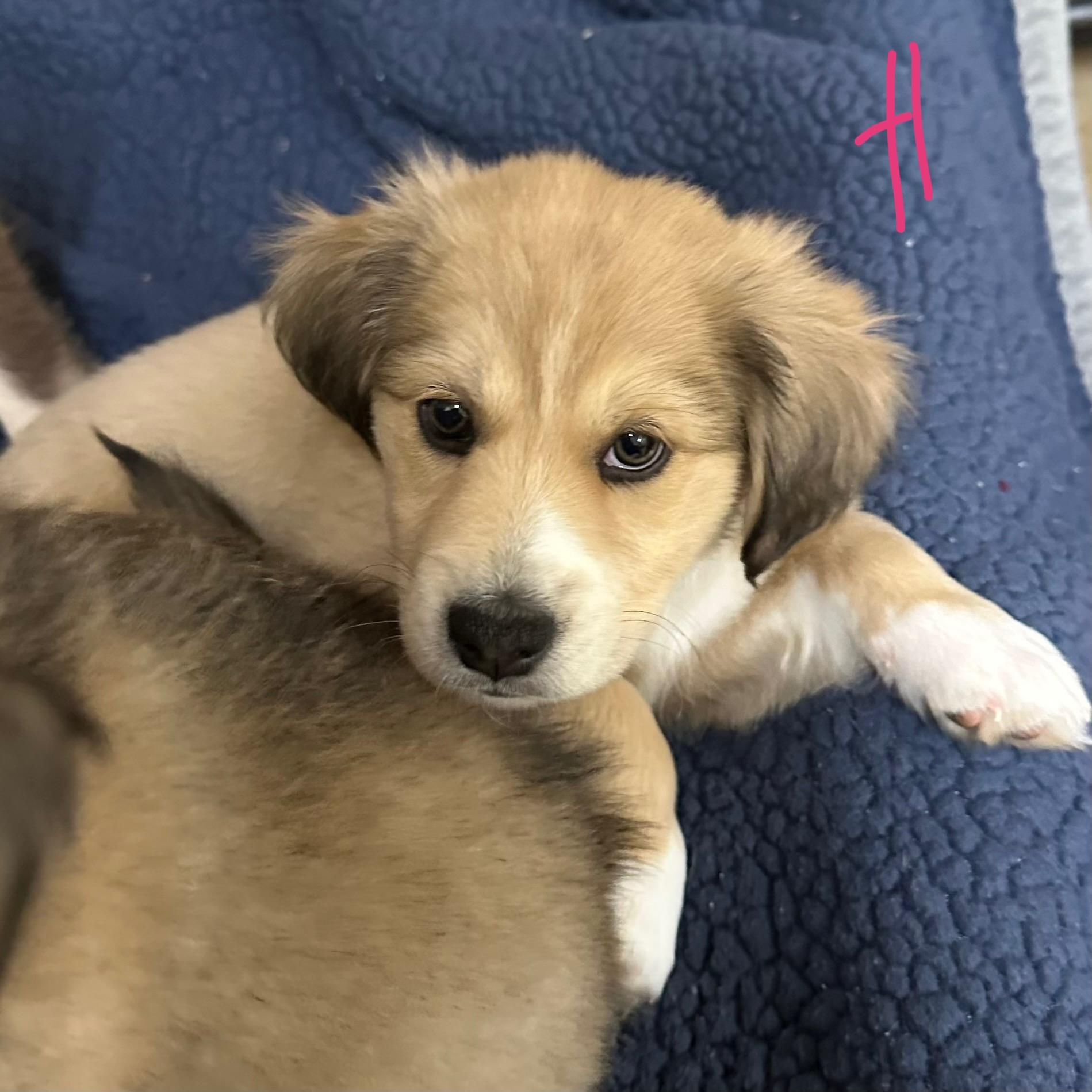 Hannah, an adopted mixed breed in Trenton, MO image 5/5