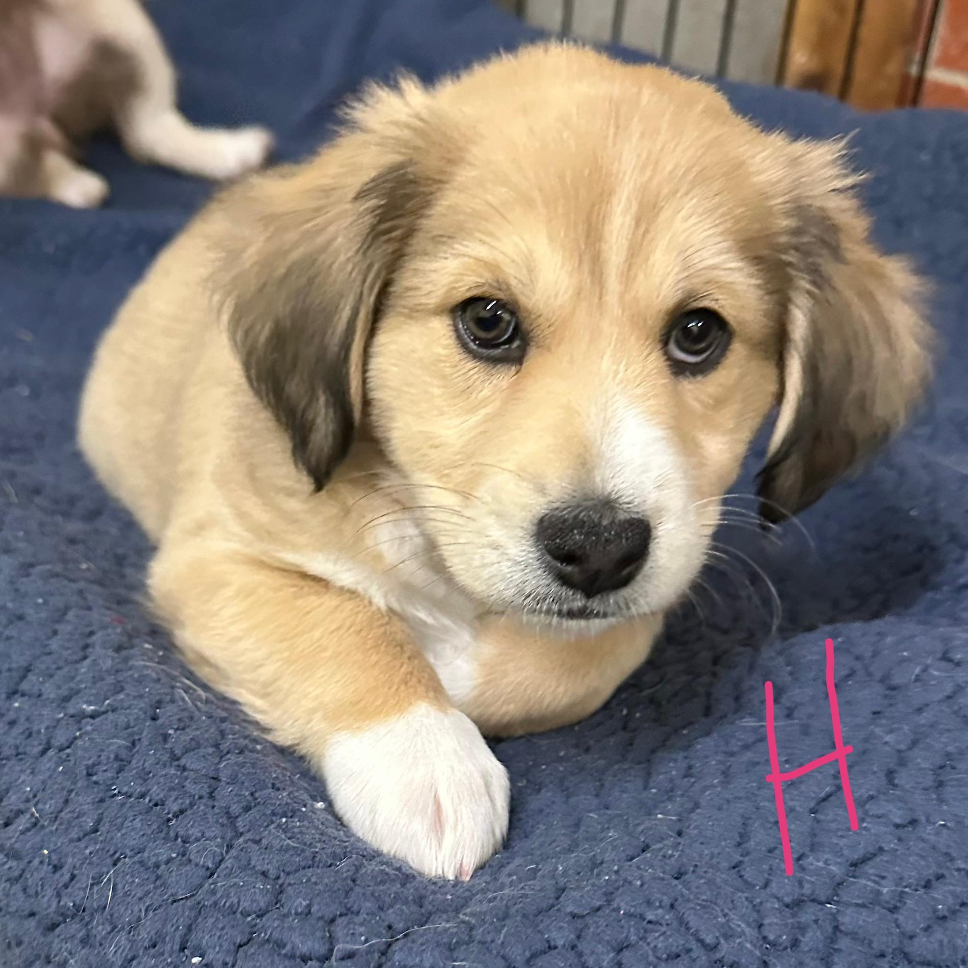 Hannah, adopted, Puppy Female Australian Shepherd.