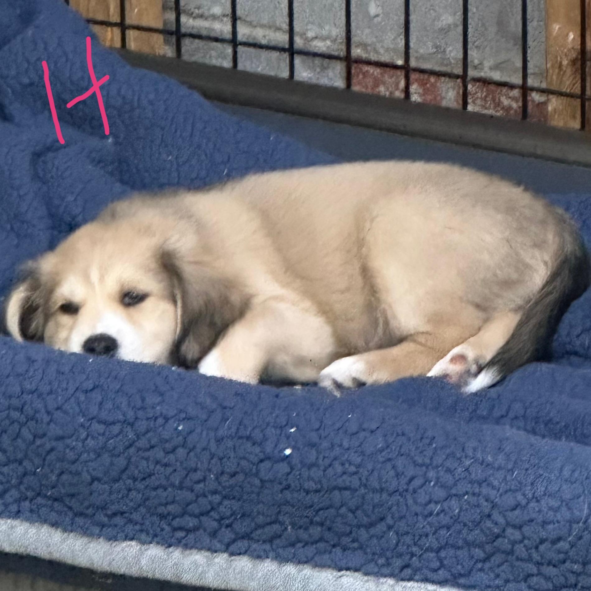 Hannah, an adopted mixed breed in Trenton, MO image 2/5