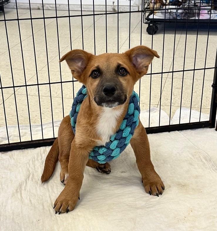 Enlarge Tuck, a Adopted Shepherd in Lemoore, CA image 1/3