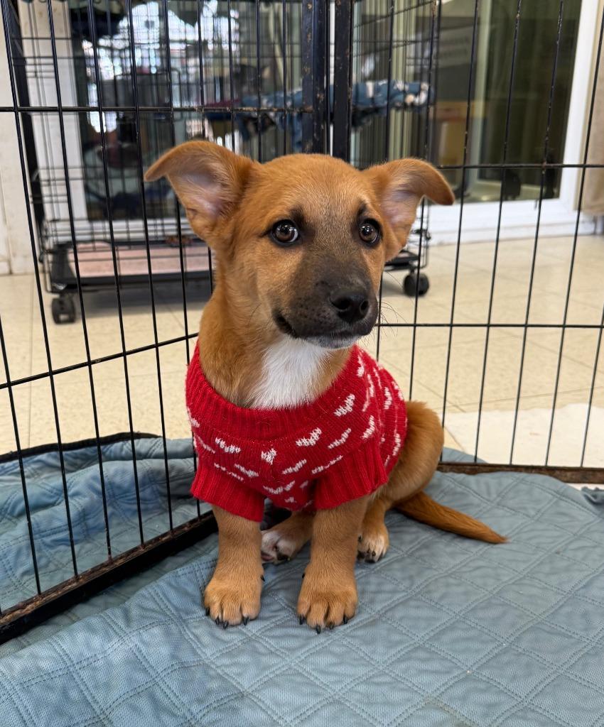 Enlarge Tuck, a Adopted Shepherd in Lemoore, CA image 2/3