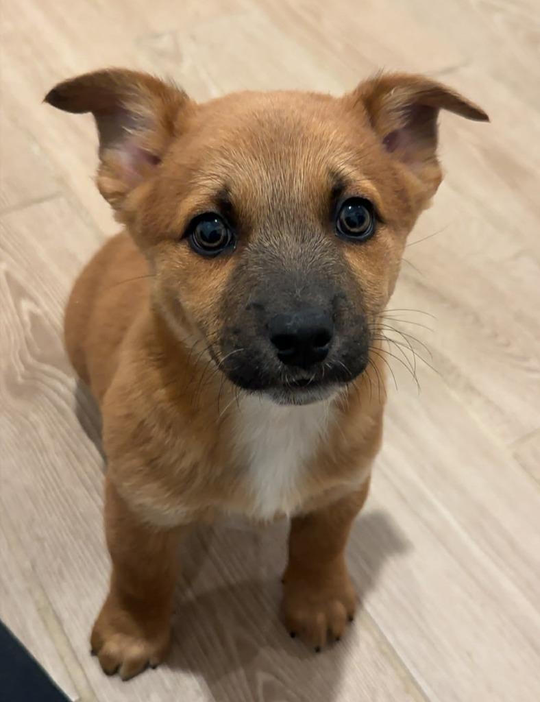 Enlarge Tuck, a Adopted Shepherd in Lemoore, CA image 3/3