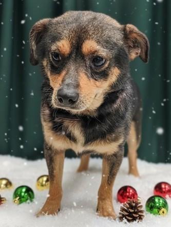 Toffee, ADOPTABLE, Adult Male Mixed Breed.