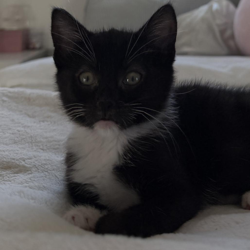 Bean, a Adoptable Domestic Short Hair in Pleasanton, CA image 1/3