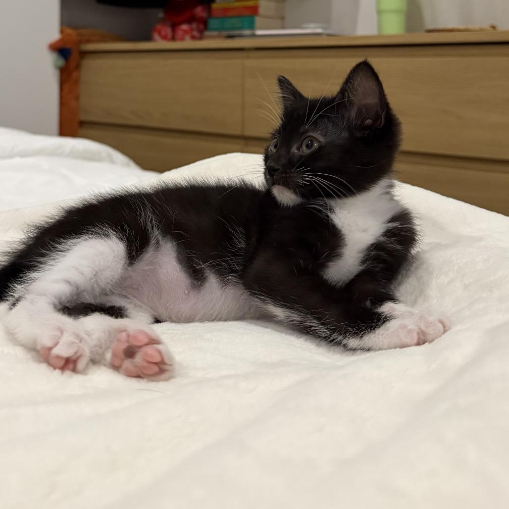 Bean, a Adoptable Domestic Short Hair in Pleasanton, CA image 2/3