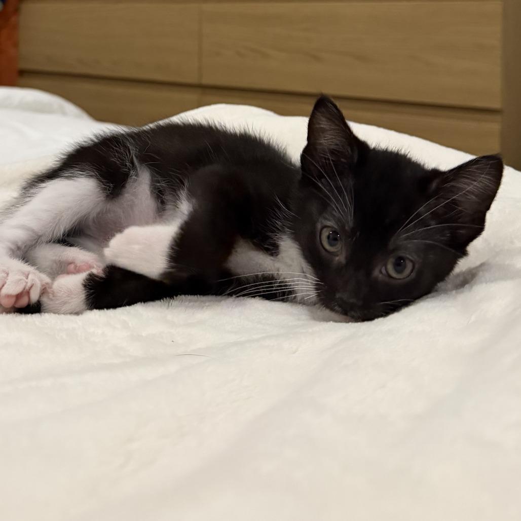 Bean, a Adoptable Domestic Short Hair in Pleasanton, CA image 3/3