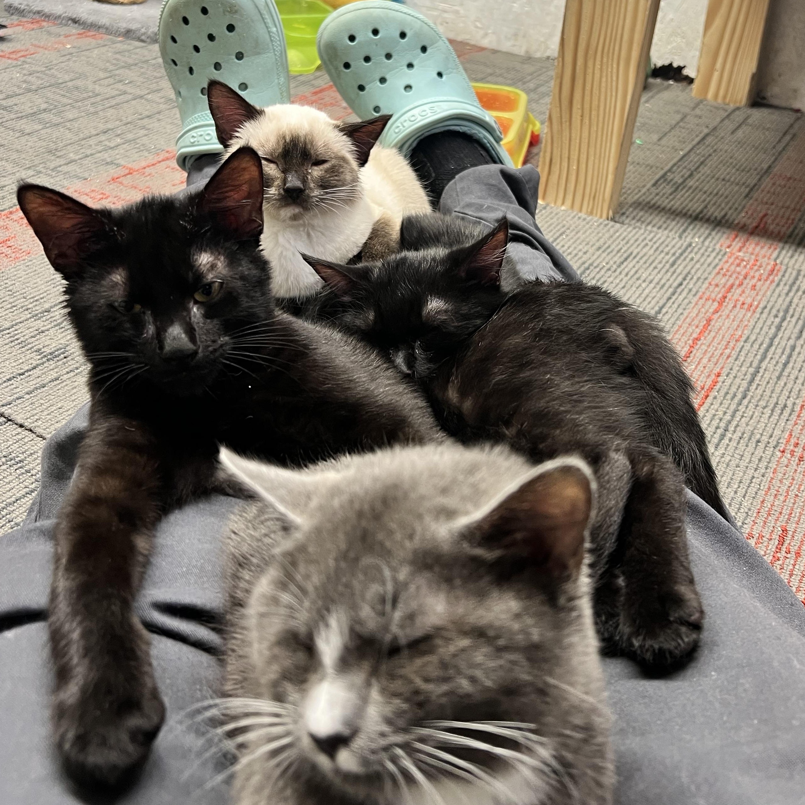 Enlarge Sage the most loyal and lovable companion (Bonded pair- Queenie), a Adoptable American Shorthair in The Dalles, OR image 3/3
