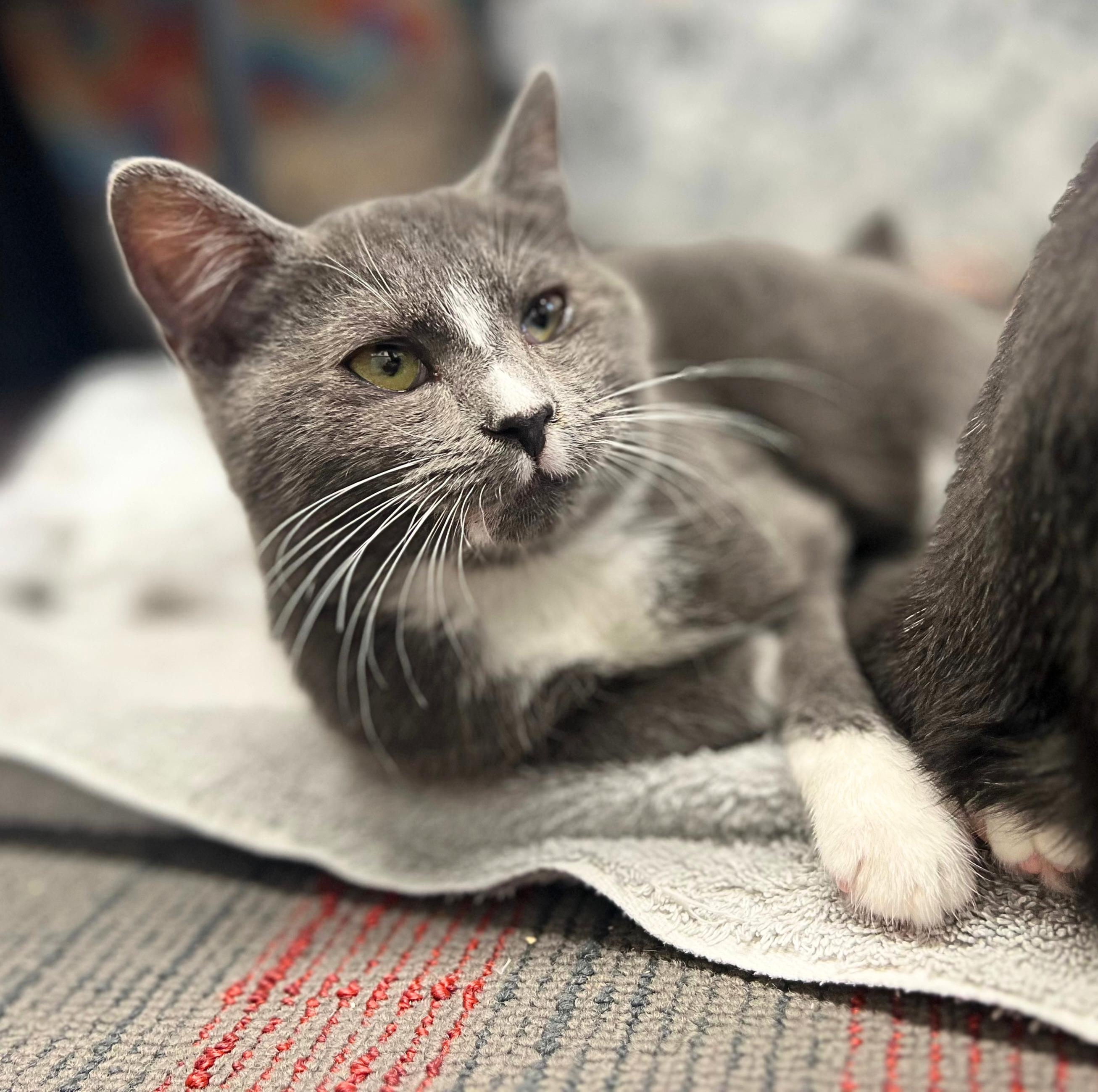 Sage the green eyed loyal companion!, a Adoptable mixed breed in The Dalles, OR image 2/2